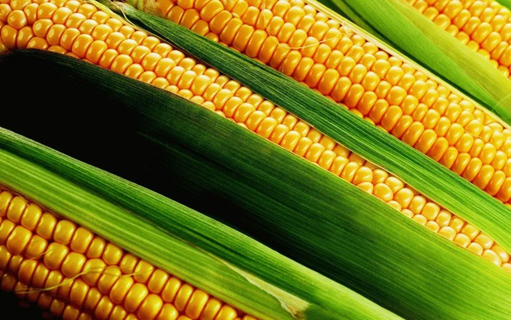 кукуруза в Адыгейске