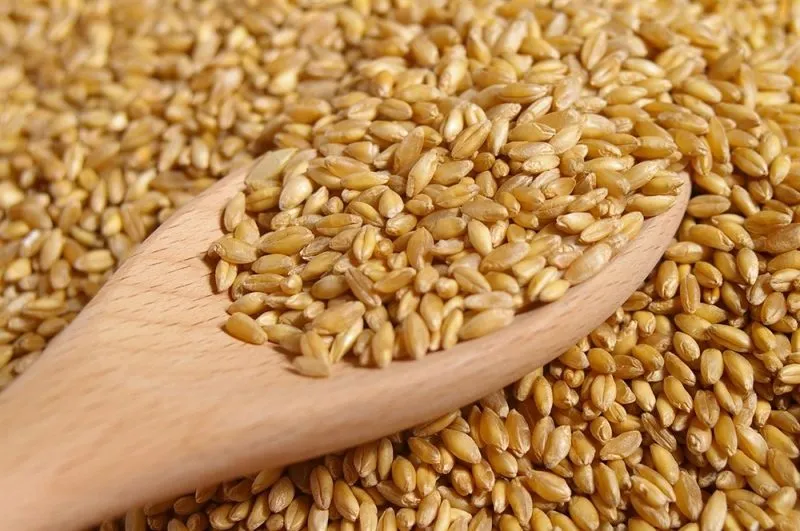 пшеница 4 класс в Адыгейске
