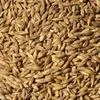 пшеница Фураж в Адыгейске