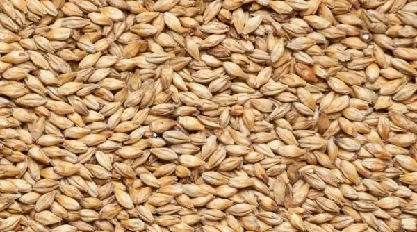 пшеница класса Фураж  в Адыгейске