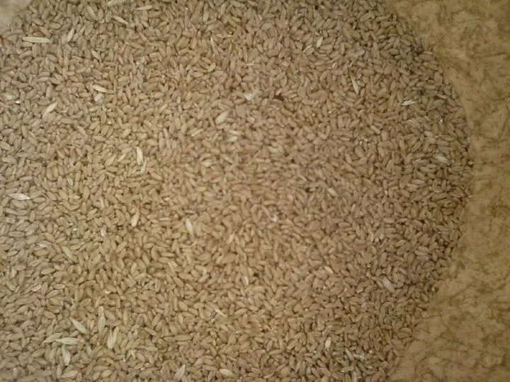 пшеница фураж в Адыгейске