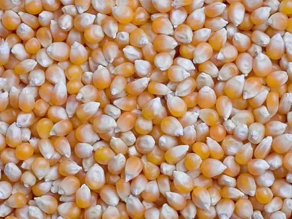 Фотография продукта Кукуруза, зерно продаем франко-вагон FCA