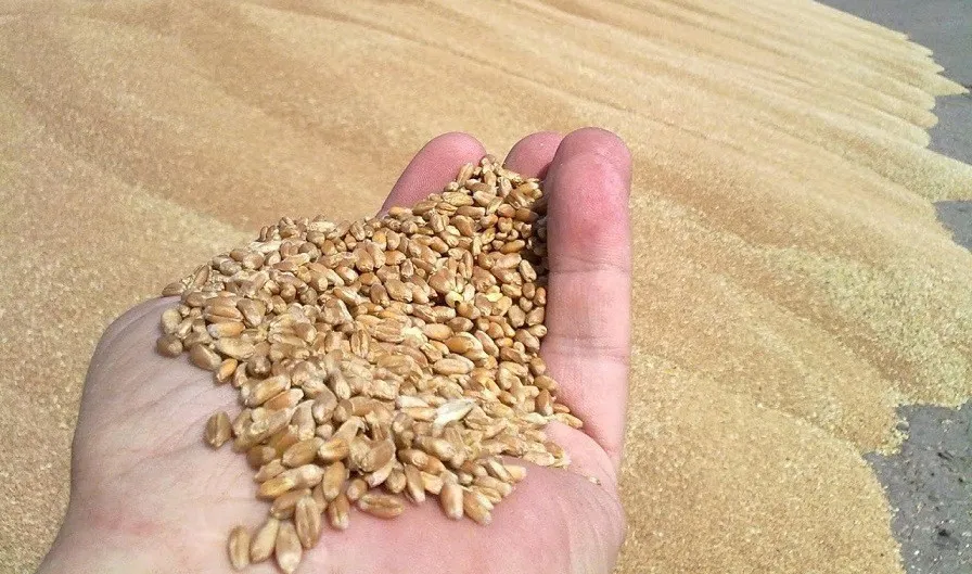 фотография продукта Пшеница 3 класса