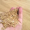 пшеница 3 класса в Адыгейске