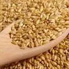 пшеница 4 класс в Адыгейске