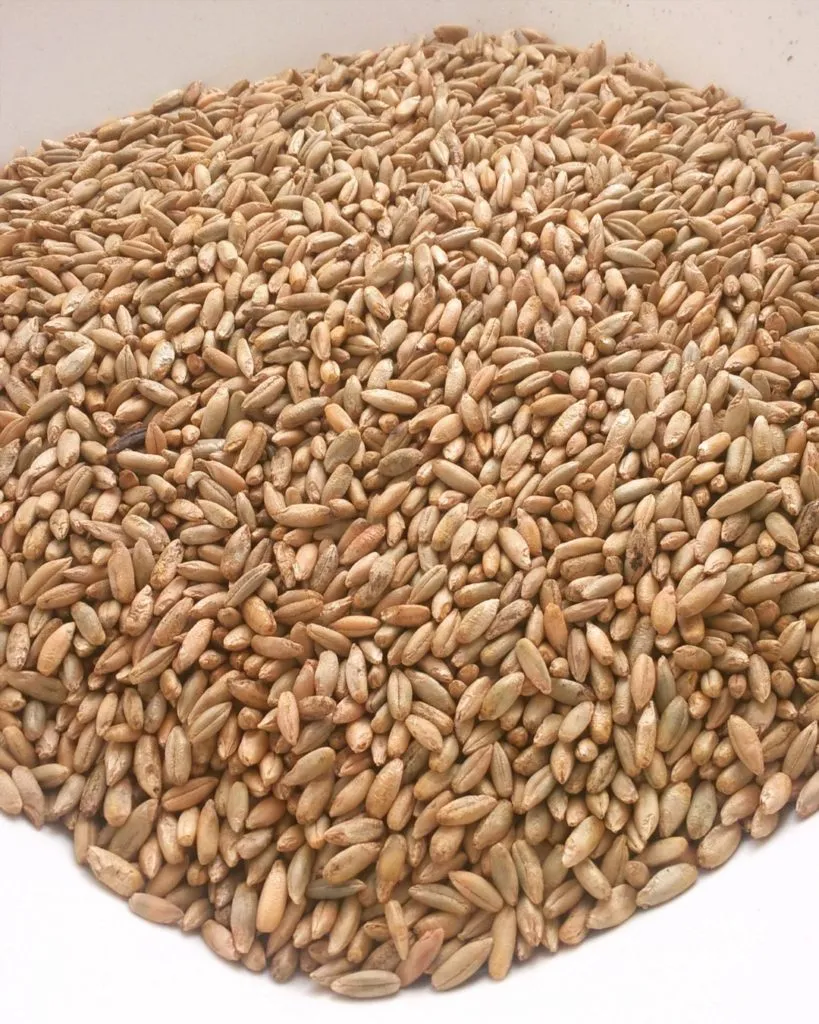 фотография продукта Пшеница 5 класса
