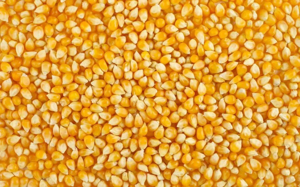 фотография продукта Кукуруза