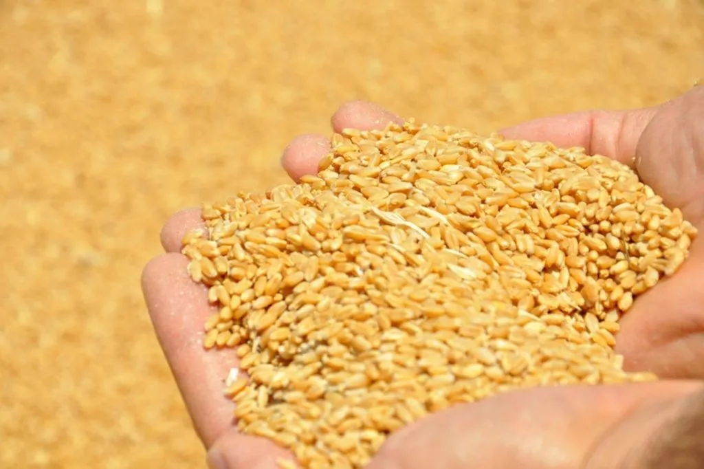 фотография продукта Пшеница 3 класса