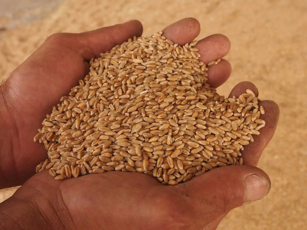фотография продукта Пшеница 4 класса