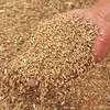 пшеница 5 класса в Адыгейске